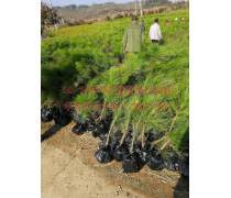 【千香百戀批發(fā)綠化專業(yè)林木種子進(jìn)口濕地松種子馬尾松油松種子】沭陽春梅苗木園藝場 - 產(chǎn)品庫