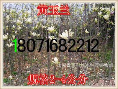 【供應(yīng):紫玉蘭紫玉蘭小苗(保質(zhì)保量貨到付款】沭陽縣百科林木種子銷售部 - 產(chǎn)品庫
