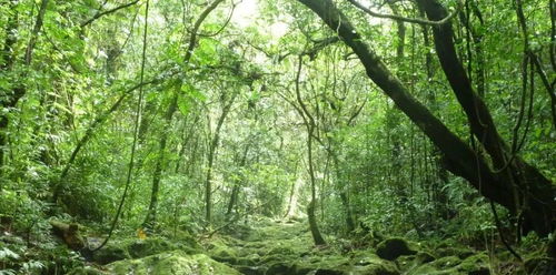 如何在自己家鄉(xiāng)的土地上搜索并識(shí)別每一棵樹