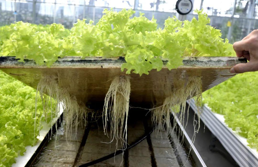 博士種蔬菜,有啥不一樣?實(shí)拍湖北省農(nóng)科院健康蔬菜創(chuàng)新工場