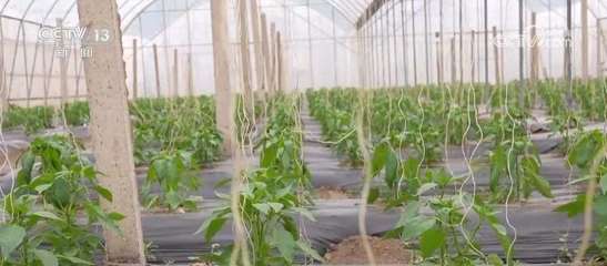 太空"種菜"成果豐碩 航天育種培育的超級(jí)蔬菜豐富百姓餐桌