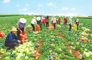 一村一品富農(nóng)家 寧縣發(fā)展特色產(chǎn)業(yè)助推精準(zhǔn)扶貧紀(jì)實(shí)