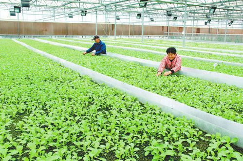 有機(jī)蔬菜走俏