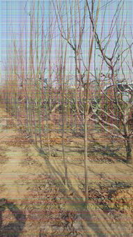 【5公分甜柿子樹優(yōu)良品種介紹】-