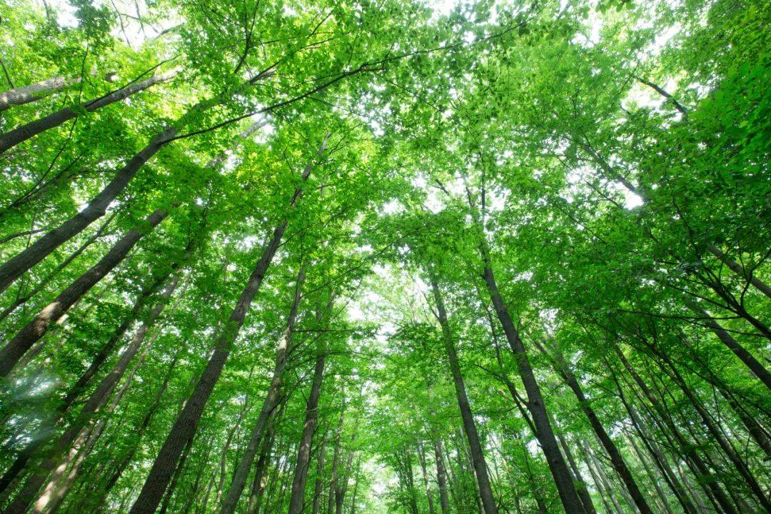 綠色革命的引擎&mdash;林木多組學(xué)研究與國自然的深度融合_分析_基因組_茶