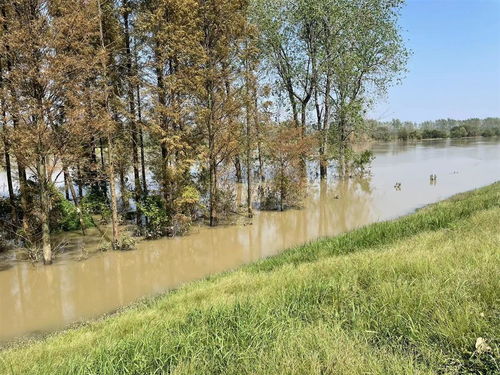 省漢江局順利完成林木采伐調查設計，保障漢江下游一期年度工程實施