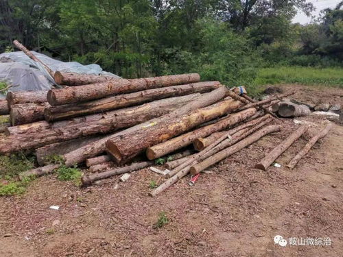 岫巖公安破獲特大濫伐林木案 盆景生態(tài)背后的警鐘