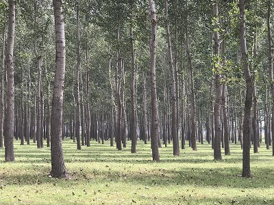 林地、林木、苗木、果樹技術(shù)鑒定與損害評估全解析