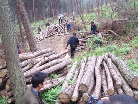 亂伐林木罪 法律定義、構(gòu)成要件與生態(tài)保護意義