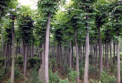 欒樹 陜西苗木與西北盆景的優(yōu)雅選擇