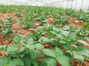 春耕進(jìn)行時(shí) 60萬(wàn)株蔬菜苗加緊培育，花卉產(chǎn)業(yè)助力菜籽下地