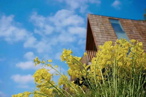 睡進(jìn)至美樹(shù)屋，驚艷一整個(gè)春天 鼻祖級(jí)油菜花海之旅