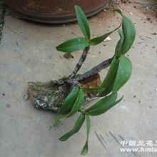 奇根共舞，古木相依 品鑒粗壯精品野生翅梗石斛的盆景藝術