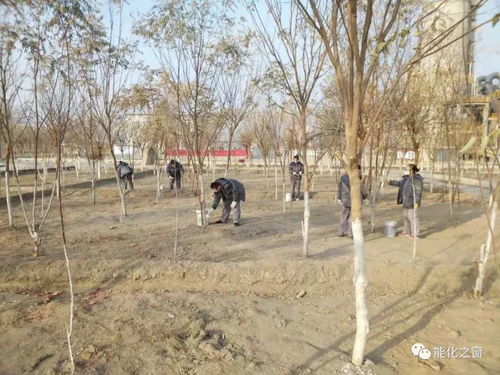 冬日添新顏，綠色建材廠組織員工開展樹木涂白義務勞動